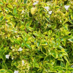 Online Abelia Gamme Collection. Le pot de 4 litres