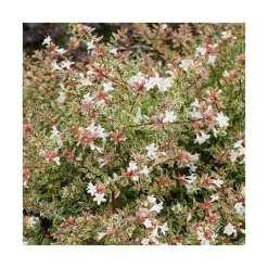 Best BOTANIC® Abelia Grandiflora Confetti en pot de 5 litres