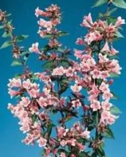 New Abélia Grandiflora Edward Goucher rose. Le pot de 7 litres