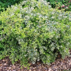 Discount Abélia Grandiflora Hopleys blanc. Le pot de 4 litres