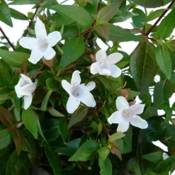 Clearance Abélia Grandiflora touffe. Le pot de 15 litres
