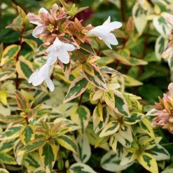 New BOTANIC® Abélia ‘Kaleidoscope’ - Le pot de 10 litres