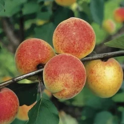 Best BOTANIC® Abricotier Bergeron Bio. Le pot de 15 litres