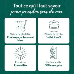 BOTANIC® Abricotier Bergeron. Le pot de 15 litres, forme 1/2 tige