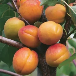 Online BOTANIC® Abricotier Builda Bio. Le pot de 12 litres