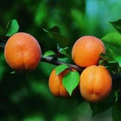 Abricotier De Nancy. Le pot de 10 litres forme gobelet