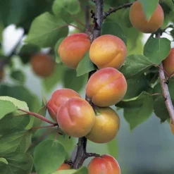 Clearance BOTANIC® Abricotier Luizet Bio. Le pot de 12 litres