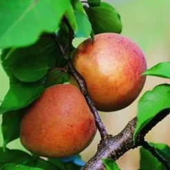 Best Abricotier Luizet. Le pot de 12 litres forme 1/2 tige