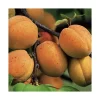 Discount BOTANIC® Abricotier Polonais Lr. Le pot de 15 litres