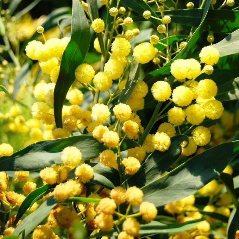 Sale Acacia Rétinoïdes Palme d’Or® ou Mimosa Quatre Saisons pot