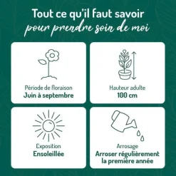 Best BOTANIC® Achillee Filipendula jaune - Le pot de 9 x 9 cm