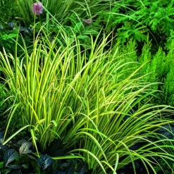 Online BOTANIC® Acore à feuille de graminée Ogon vert . Le pot de 1 litre