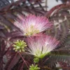 Discount BOTANIC® Albizia Summer Chocolate. Le pot de 15 litres