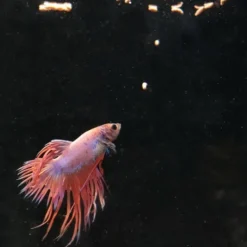 Sale BLUE CORAL Aliment pour betta à base d'insectes JBL ProNovo Stick - 10g/20ml