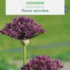 BOTANIC® Allium atropurpureum - 7 bulbes