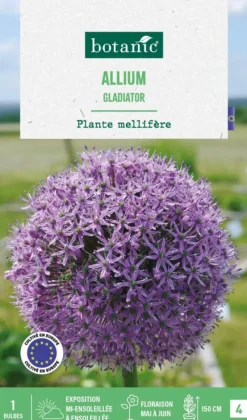 Sale BOTANIC® Allium gladiator - 1 bulbe
