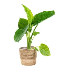 New Alocasia Calidora Pot Ø35 cm