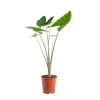 New Alocasia Zebrina pot Ø17xH65 cm