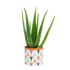 Outlet Aloe vera bio en pot céramique Ø 12 cm