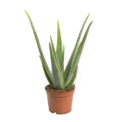 New Aloe vera bio en pot H 50 x Ø 17 cm