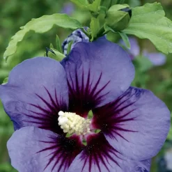 Sale BOTANIC® Althéa (HIBISCUS SYRIACUS ULTRA MARINE®) Le pot de 3 litres