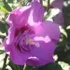 New Althéa Lavender Chiffon (Hibiscus Syriacus) rose. Le pot de 7,5 litres