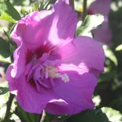New Althéa Lavender Chiffon (Hibiscus Syriacus) rose. Le pot de 7,5 litres