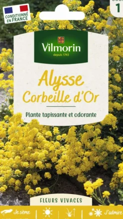 Clearance VILMORIN Alysse Corbeille d'Or - graines à semer