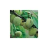 Sale BOTANIC® Amandier Ferragnes ®. Le pot de 15 litres, forme 1/2 tige