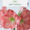 Hot BOTANIC® Amaryllis intérieur Rosalie - 1 bulbe