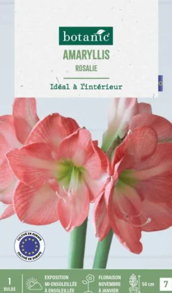 Hot BOTANIC® Amaryllis intérieur Rosalie - 1 bulbe