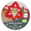 Sale ERNEST TURC Amaryllis minerve botanic® - 1 bulbe