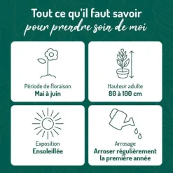 Clearance BOTANIC® Ancolie jaune - Le pot de 9 x 9 cm