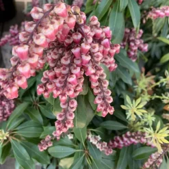 Best Andromède (Pieris Japonica) Valley Valentine rose. Le pot de 5 litres