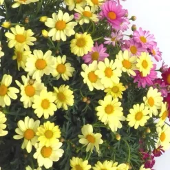 Discount Anthémis à fleurs multicolores. Le pot de 5 litres