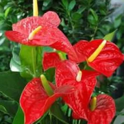 Online Anthurium Champion