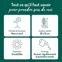 Sale BOTANIC® Arabette Corbeille D'Argent - Le pot de 9 x 9 cm