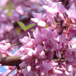 New Arbre de Judée rose. Le pot de 30 litres, forme tige