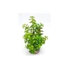 Hot LABEO Arbre lentille vert en plastique grand modèle 22 cm