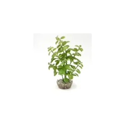 Discount LABEO Arbre lentille vert en plastique petit modèle 10 cm