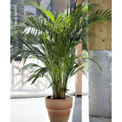 Best Areca. Le pot de 24 cm