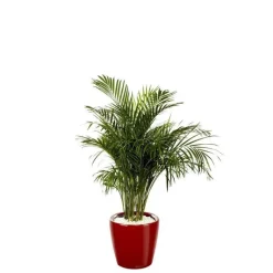 New Areca lutescens et son pot Classico premium Ø 35 rouge