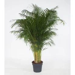 Online Areca Lutescens pot Ø40 cm/ H210 cm