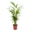 Best Areca pot Ø19 cm