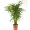 Sale Areca pot Ø21 cm/ H85 cm
