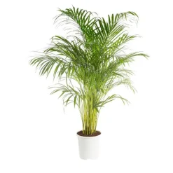 Areca pot Ø27 cm/ H150-160 cm