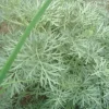 Clearance Artemisia Powis Castle - Le pot de 2 litres