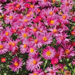 Best BOTANIC® Aster Nain Aut - rouge - Le pot de 9 x 9 cm