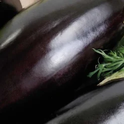 Outlet BOTANIC® Aubergine Longue Baluroi F1 Bio. La barquette de 3 plants