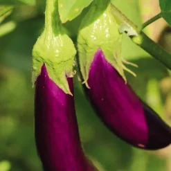 Online BOTANIC® Aubergine Slim Jim Bio. Le pot de 2,5 litres